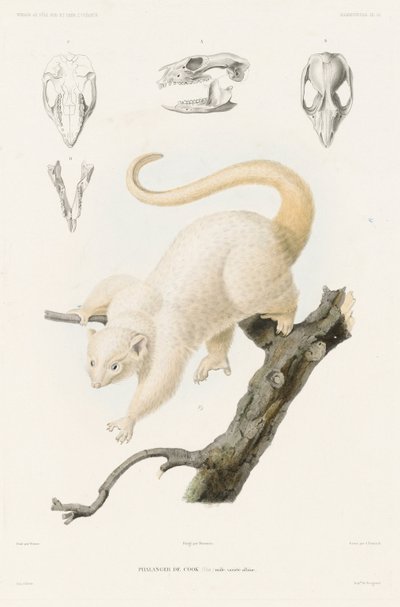 Phalanger de Cook Dumont dUrville, Jules Sebastien Cesar. Viagem ao Pólo Sul e Oceania de Louis Le Breton